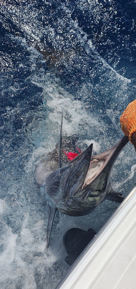 Sweet Lam Too Gallery Image 14