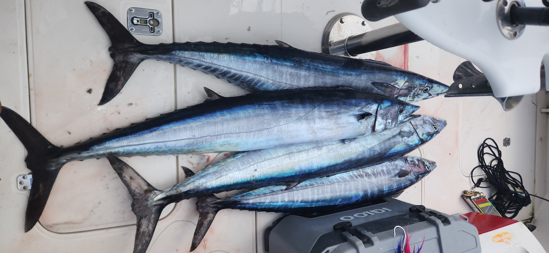 Sweet Lam Too Gallery Image 26